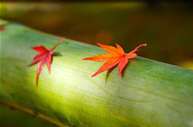 Photo closeup of a large green piece of bamboo laying horizontally with an orange maple leaf and red maple leaf resting upon it.