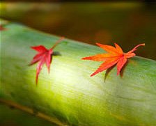 Photo closeup of a large green piece of bamboo laying horizontally with an orange maple leaf and red maple leaf resting upon it.